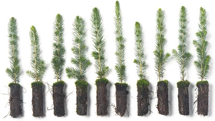 White Spruce Live Tree Seedlings | 6"-12" | Arbor Day Foundation (10-Pack)