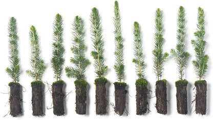 White Spruce Live Tree Seedlings | 6"-12" | Arbor Day Foundation (10-Pack)