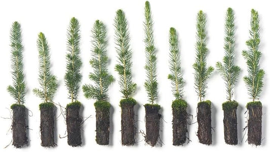 White Spruce Live Tree Seedlings | 6"-12" | Arbor Day Foundation (10-Pack)