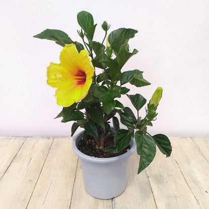 Rare Yellow Hibiscus Plant Live, Hardy Hibiscus Flowers Colorful Blooms for Outdoor Landscapes, 8-10 Inch Height, Hibiscus Shrubs, No Pot, Well-Rooted