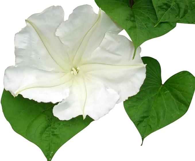 Morning Glory Seed Mix of Blue, Purple, White, Rose Vine Seeds