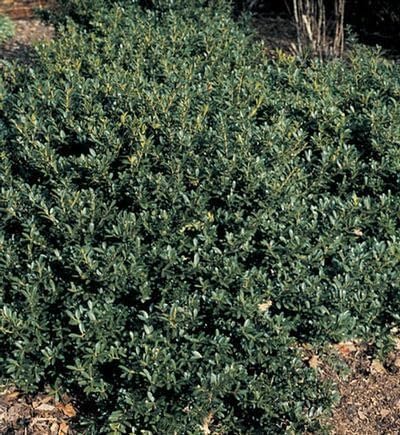 Hoogendoorn Holly Shrub I 3 Live Plants I Ilex Crenata | Lustrous Evergreen for Hedging, Privacy Screens, and Decorative Accents