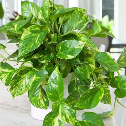 Golden Pothos Live Plant, 4-6" Tall Hanging Houseplant, Pothos Plant for Indoor Outdoors Garden, Live Houseplants Without Pot