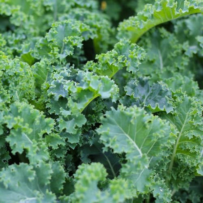 Kale Plants - Set 2 Pots, Kale Plants Live in 4 Inch Pot, Hardy Vegetable Plant for Planting