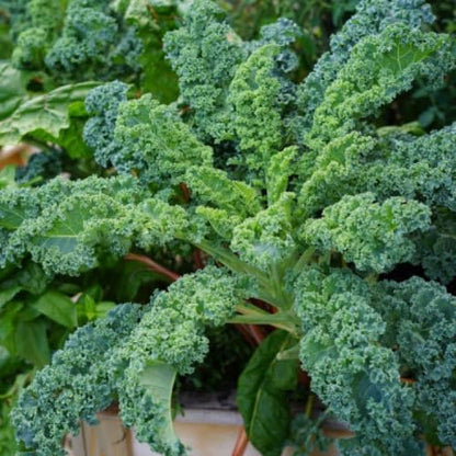 Kale Plants - Set 2 Pots, Kale Plants Live in 4 Inch Pot, Hardy Vegetable Plant for Planting