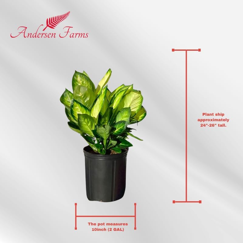 Dieffenbachia Marianne Live Plant Indoor/Outdoor in 10 in Grower Pot, Green, White