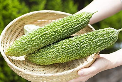Gaea's Blessing Seeds - Bitter Melon Seeds - Bitter Gourd Heirloom Non-GMO Bittermelon Seeds with Easy to Follow Planting Instructions - 92% Germination Rate (Pack of 2)