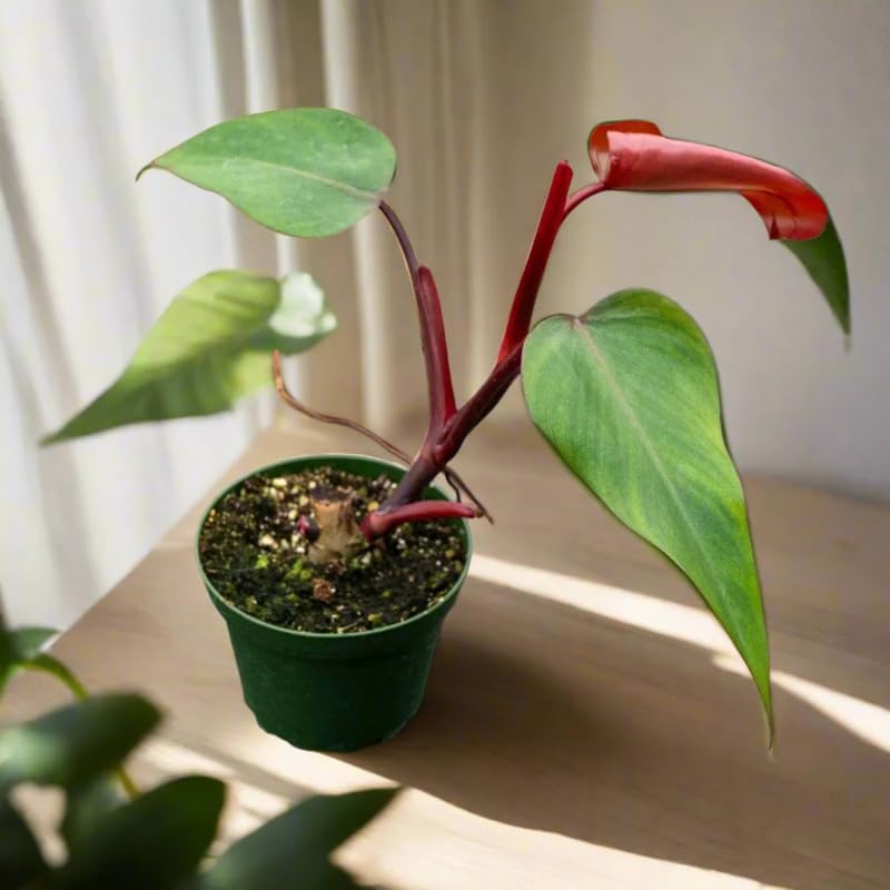 2 Red Philodendron Live Plant 5-9" Tall, Rare Tropical Indoor Houseplant Home Garden