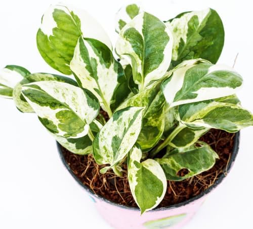 Variegated Green White Pothos Live Plant, 4-6" Tall Hanging Houseplant, Pothos Plant for Indoor Outdoors Garden, Live Houseplants Without Pot