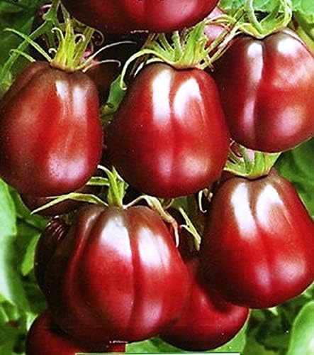 Seeds Black Truffle Tomato Japanese Determinate Non GMO Vegetable for Planting