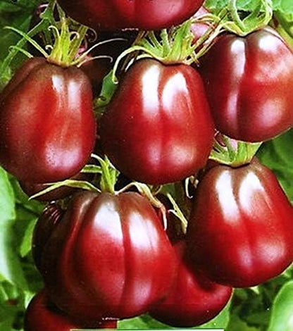 Seeds Black Truffle Tomato Japanese Determinate Non GMO Vegetable for Planting
