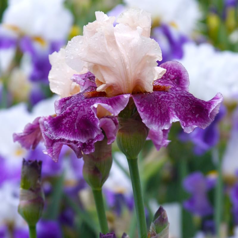 Funday Monday Bearded Iris Flower Bulbs - 1 Rhizome per Pack - Pleasantly Scented - Deer Resistant - Good as Cut Flowers - Naturalizing - Perennializing