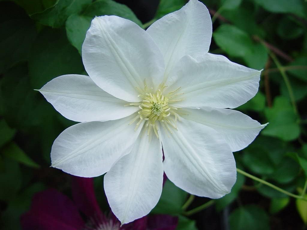 Candida Clematis Vine - 5 Live Plants in 4 Inch Growers Pots - Clematis 'Candida' - 2 Years Old Ready to Be Planted - Bold and Beautiful Purple Flowering Vine