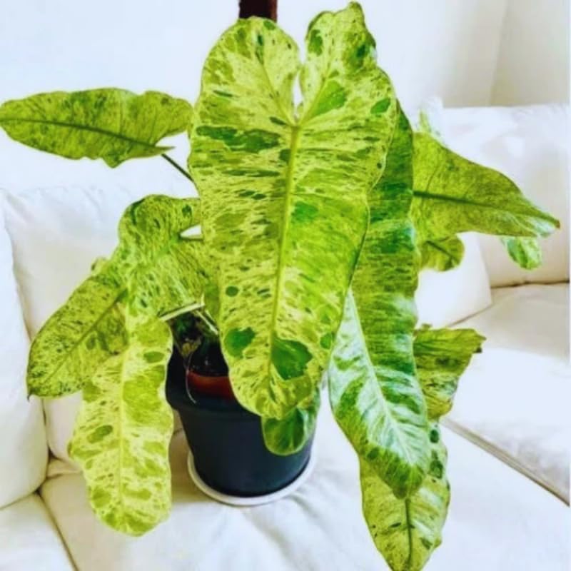 2 Long Leaf Philodendron Live Plant 5-9" Tall, Rare Tropical Indoor Houseplant Home Garden