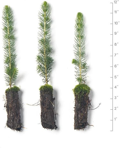 Black Hills Spruce Live Tree Plug Seedlings | 6"-12" | Arbor Day Foundation (3-Pack)