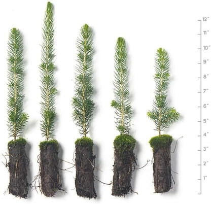 Black Hills Spruce Live Tree Plug Seedlings | 6"-12" | Arbor Day Foundation (5-Pack)