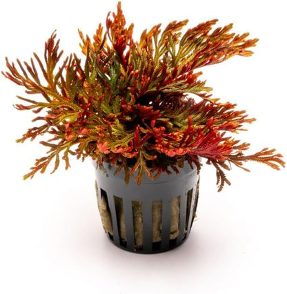 SubstrateSource Live Terrarium Plants - Spikey Moss for Terrariums, Paludariums - Easy, Beginner Friendly (Selaginella Erythropus Ruby Red Club Moss, (5 Pots))