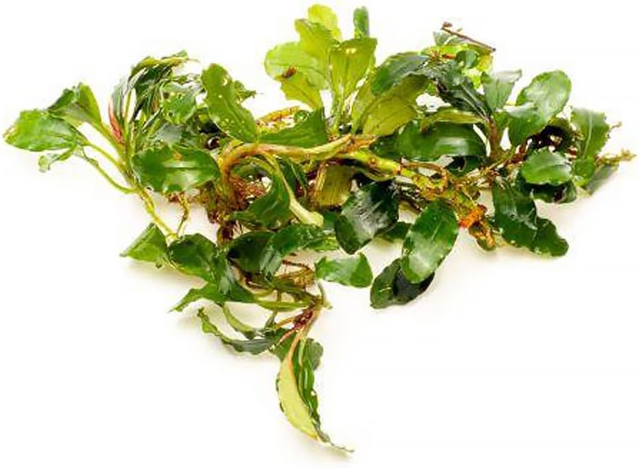 SubstrateSource Bucephalandra Red Cherry Live Aquarium Plant - Natural Freshwater Fish Tank Decorations, Aquatic Decor (Small Clump (3-5 Plants))