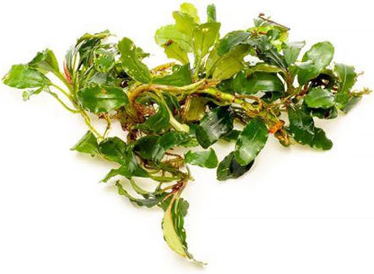 SubstrateSource Bucephalandra Red Cherry Live Aquarium Plant - Natural Freshwater Fish Tank Decorations, Aquatic Decor (Small Clump (3-5 Plants))