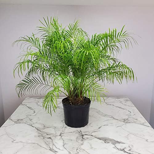 Roebelenii Palm Tree Plant Live - Overall Height 30" to 36" - Tropical Plants of Florida - Pygmy Date Palm Tree (Plant Only)