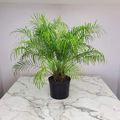 Roebelenii Palm Tree Plant Live - Overall Height 30" to 36" - Tropical Plants of Florida - Pygmy Date Palm Tree (Plant Only)