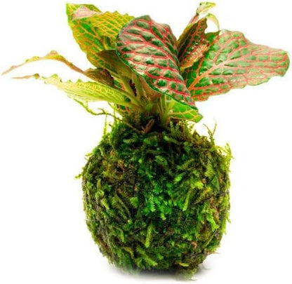 SubstrateSource Live Planted Decor - Nerve Plant (Fittonia albivenis) on Clay Moss Ball - Low to Medium Light, Dark Green Leaves with Red Veins Terrarium Plant, Emersed or Paludarium Placement, 1 Pack