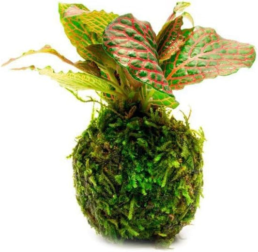 SubstrateSource Live Planted Decor - Nerve Plant (Fittonia albivenis) on Clay Moss Ball - Low to Medium Light, Dark Green Leaves with Red Veins Terrarium Plant, Emersed or Paludarium Placement, 1 Pack