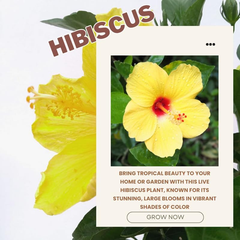 Rare Yellow Hibiscus Plant Live, Hardy Hibiscus Flowers Colorful Blooms for Outdoor Landscapes, 8-10 Inch Height, Hibiscus Shrubs, No Pot, Well-Rooted