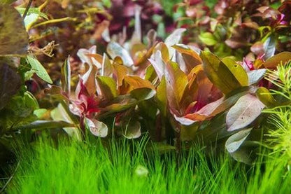 SubstrateSource Live Aquarium Stem Plants - Freshwater Aquatic Plant for Fish Tanks, Aquascaping - (Hydrocotyle Leucocephala Variegated, Pot)