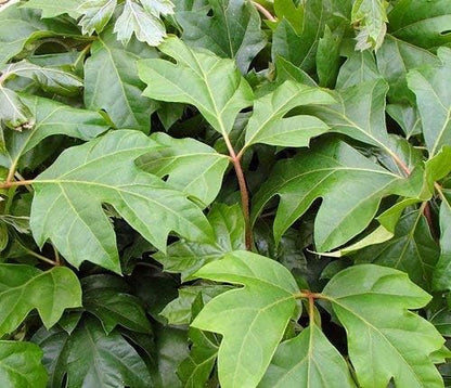 Grape Ivy - Live Plant in a 4 Inch Pot -Cissus Rhombifolia - Beautiful Easy Care Indoor Houseplant Vine
