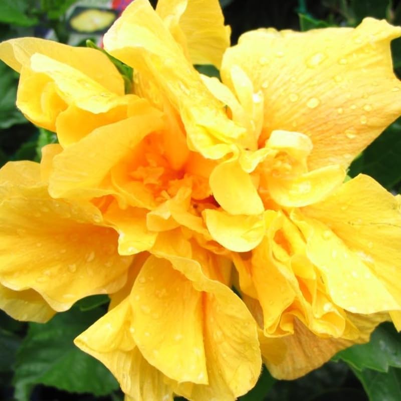 Double Yellow Hibiscus Plant Live, Hardy Hibiscus Flowers Colorful Blooms for Outdoor Landscapes, 8-10 Inch Height, Hibiscus Shrubs, No Pot, Well-Rooted