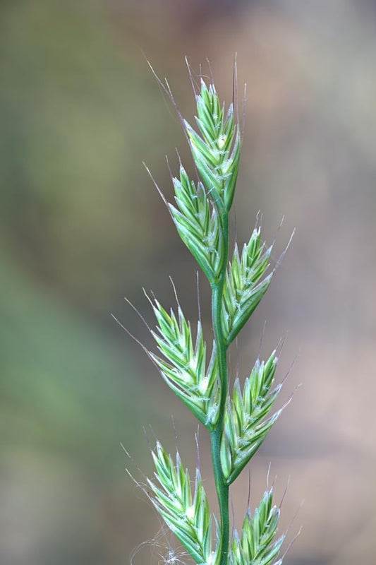 Italian Rye Grass Seeds for Planting - Lolium multiflorum (25,000 Seeds)