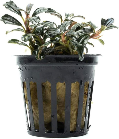 SubstrateSource Live Plants - Lamandau Mini Purple - Low to Medium Light Aquarium Display, Dark Green to Purple Accent, Foreground to Midground Aquatic Plant - Pot