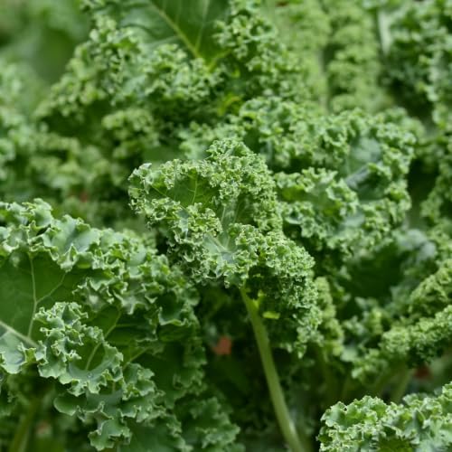 Kale Plant in 4 Inch Pot, 3 to 5 Inch Tall Vegetable Kale Plants Seedling, Cold Harrdy Plants for Outdoors Planting