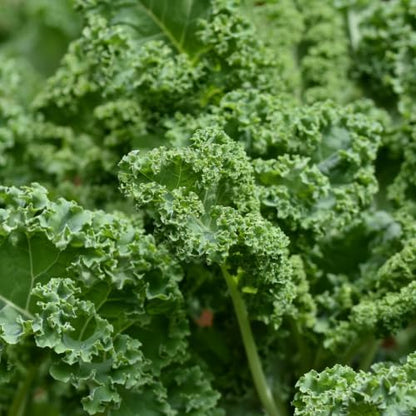 Kale Plant in 4 Inch Pot, 3 to 5 Inch Tall Vegetable Kale Plants Seedling, Cold Harrdy Plants for Outdoors Planting