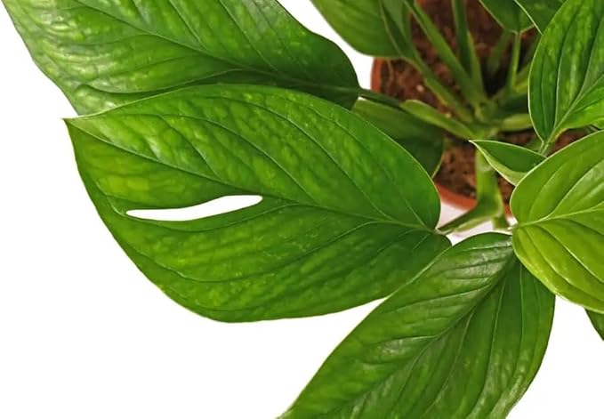 Monstera Pinnatipartita Plant Potting Mix - Enhances Drainage and Prevents Root Rot - 5 Quart