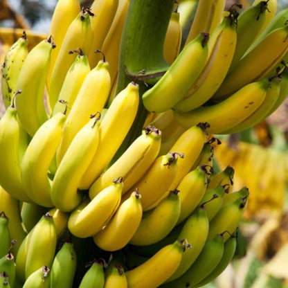 Dwarf Cavendish Banana Plant Live, 4-6" Tall Well-Rooted for Indoor Tropical Displays, Cold Hardy Banana Fruit Tree