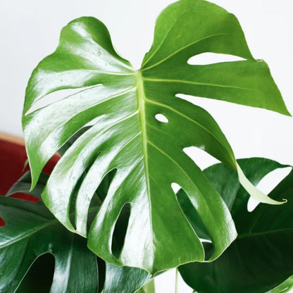 Deliciosa Monstera Plant Live, Swiss Cheese Philodendron Indoor Houseplant 4-9 Inches, Tropical Philodendron