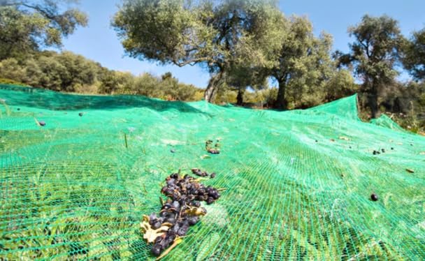 Green Plantation Fruit Collection Agricultural Harvesting Netting Walnut Olive Chestnut Apricot Hazelnut Net, 6x12m/20x40ft