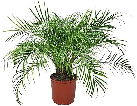 Roebellenii Palm - Live Palm Tree Plant - 3 Gallon Pot - Overall Height 30" to 34" - Tropical Plants of Florida (Plant Only)