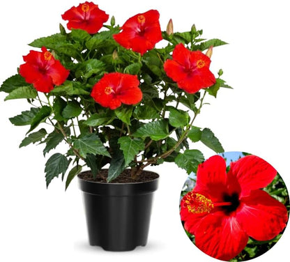 Red Hibiscus Plant Live, Hardy Hibiscus Flowers Colorful Blooms for Outdoor Landscapes, 8-10 Inch Height, Hibiscus Shrubs, No Pot, Well-Rooted