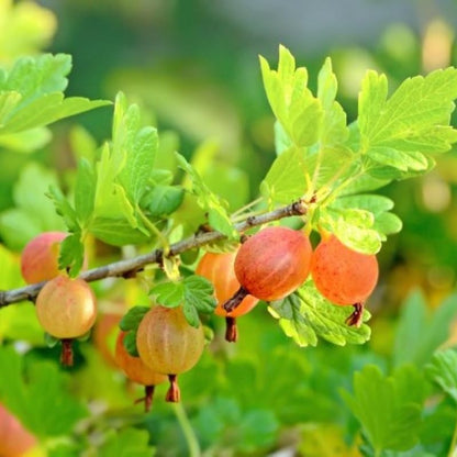 Sweet Gooseberry Plant Live for Planting, Gooseberry Bushes Live Plant 5 to 9 Inch Tall, Gooseberries Fruit