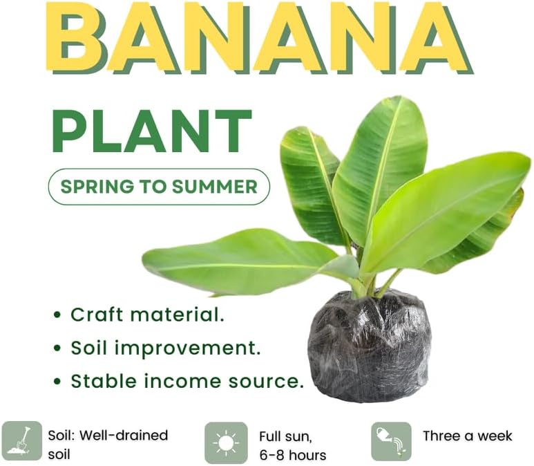 Truly Tiny Banana Plant Live, 4-6" Tall Well-Rooted for Indoor Tropical Displays, Cold Hardy Banana Fruit Tree