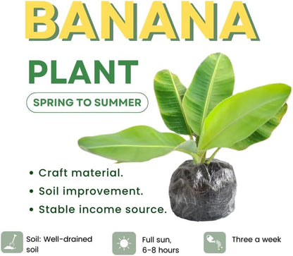 Grand Nain Banana Plant Live, 4-6" Tall Well-Rooted for Indoor Tropical Displays, Cold Hardy Banana Fruit Tree