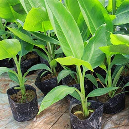 Indoor Banana Tree Ornamental Perennial Non-GMO