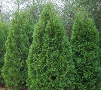 Blue Cone Arborvitae | 2 Live Gallon Size Plants | Vibrant Blue-Green Foliage for Landscaping, Hedges, and Privacy Screens, Drought and Deer Tolerant