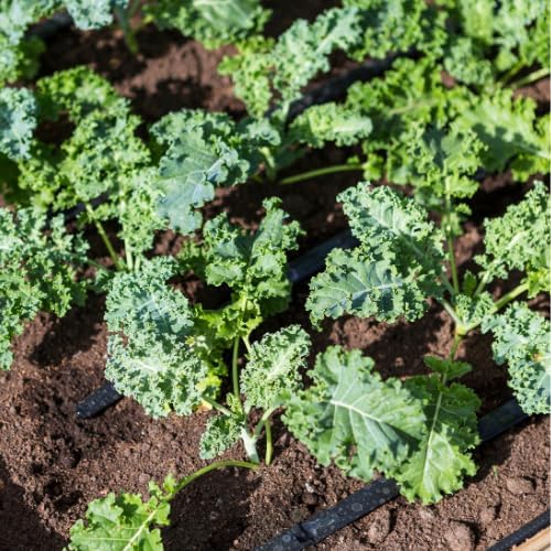 Kale Plant in 4 Inch Pot, 3 to 5 Inch Tall Vegetable Kale Plants Seedling, Cold Harrdy Plants for Outdoors Planting