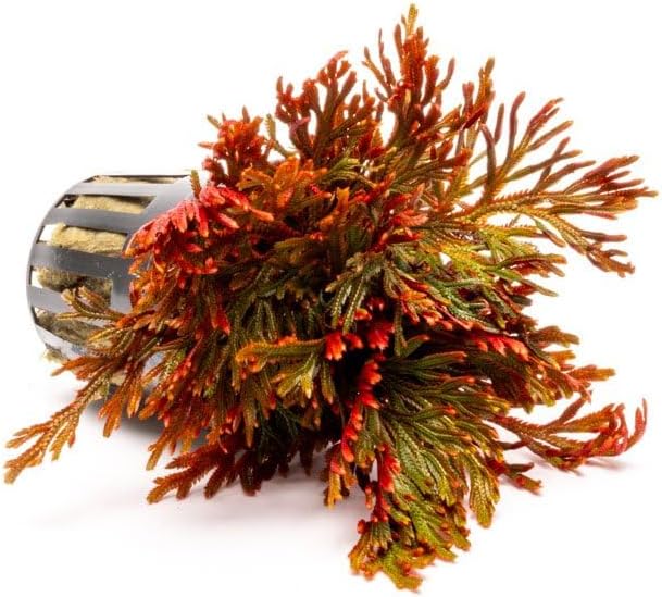 SubstrateSource Live Terrarium Plants - Spikey Moss for Terrariums, Paludariums - Easy, Beginner Friendly (Selaginella Erythropus Ruby Red Club Moss, (3 Pots))