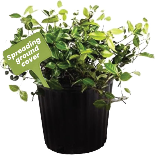 American Plant Exchange Asiatic Jasmine Minima – 6-Inch with Pot – Live Evergreen Groundcover