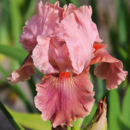 Go Chloe Bearded Iris Flower Bulb - Attracts Butterflies and Hummingbirds - Deer Resistant - Good as Cut Flowers - Naturalizing - Perennializing - Easy to Grow Live Plants - Outdoor Garden